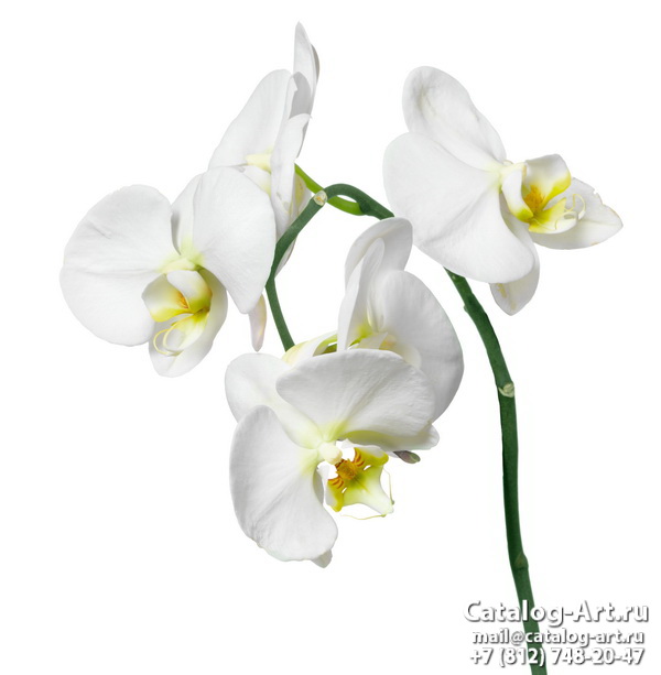 White orchids 19